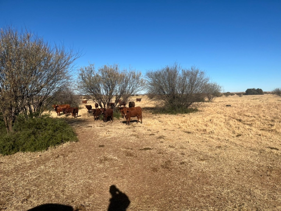  Bedroom Property for Sale in Petrusburg Rural Free State